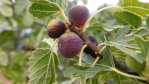 fig-farming