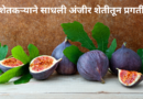 शेतकऱ्याने साधली अंजीर शेतीतून प्रगती-fig-farming